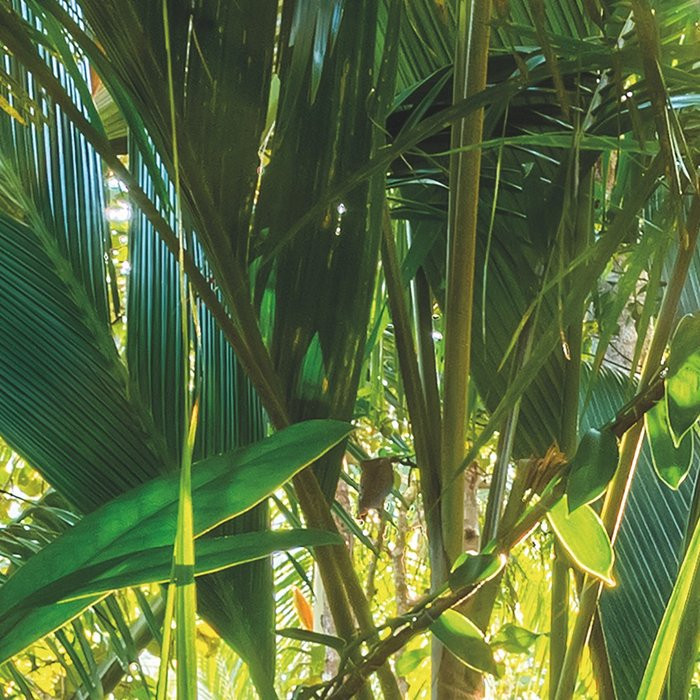 Jungle Trail