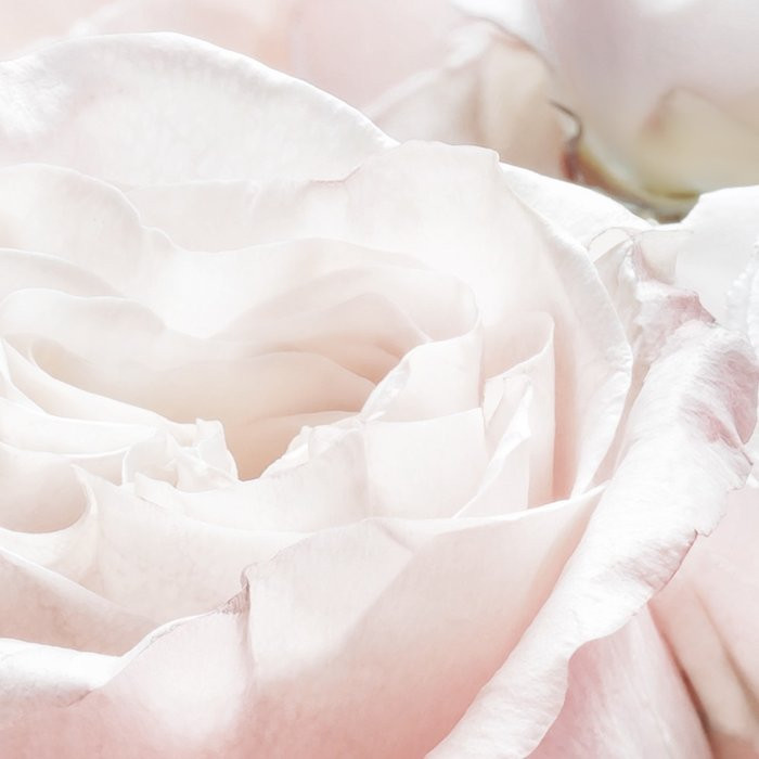 Spring Roses