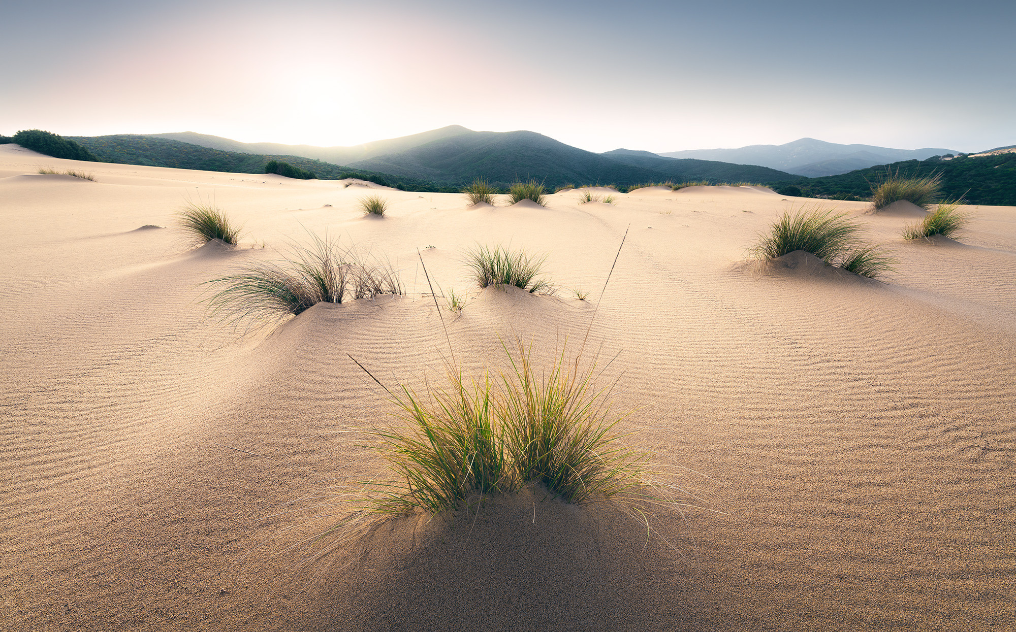 Vivid Dunes