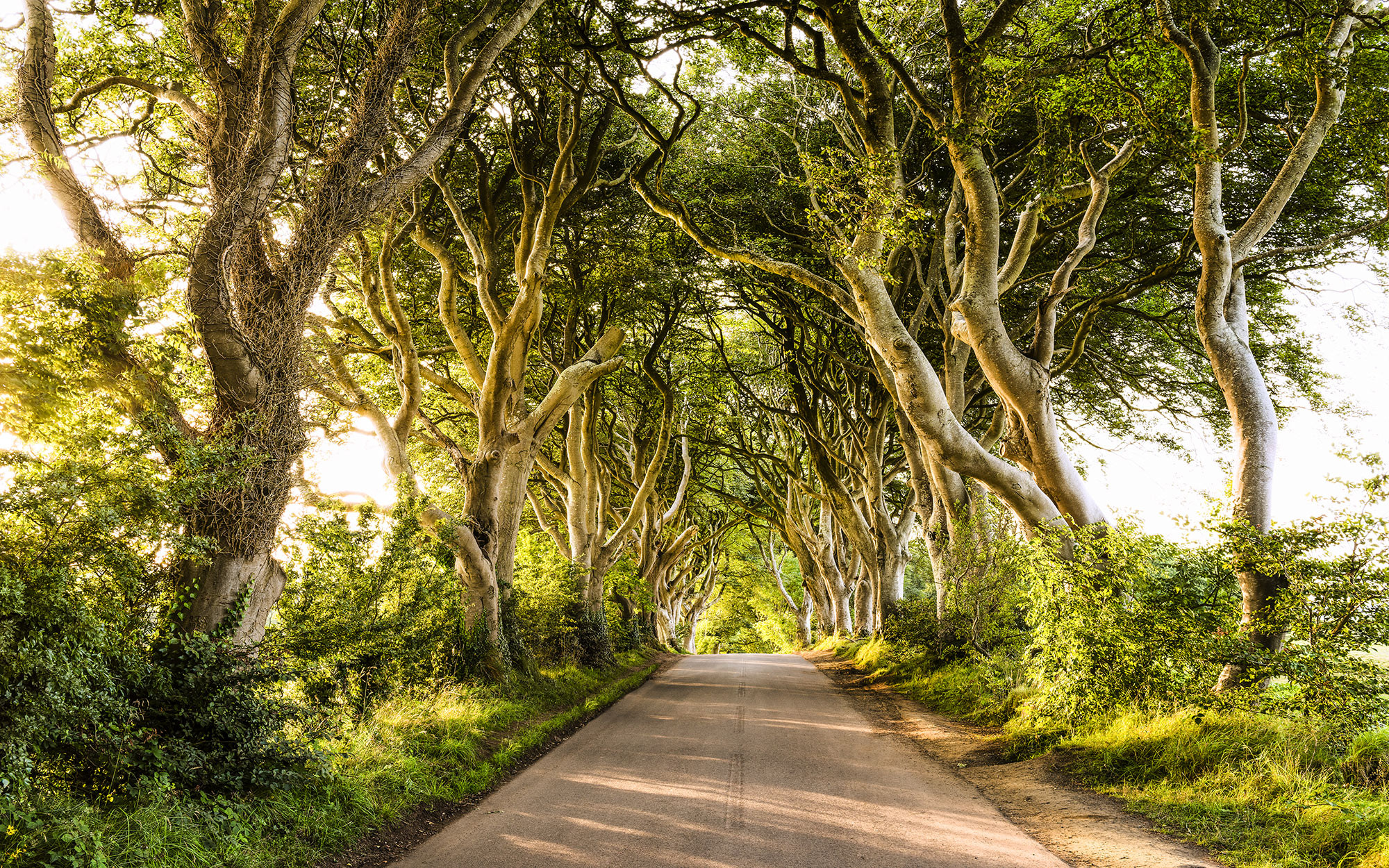Golden Hedges