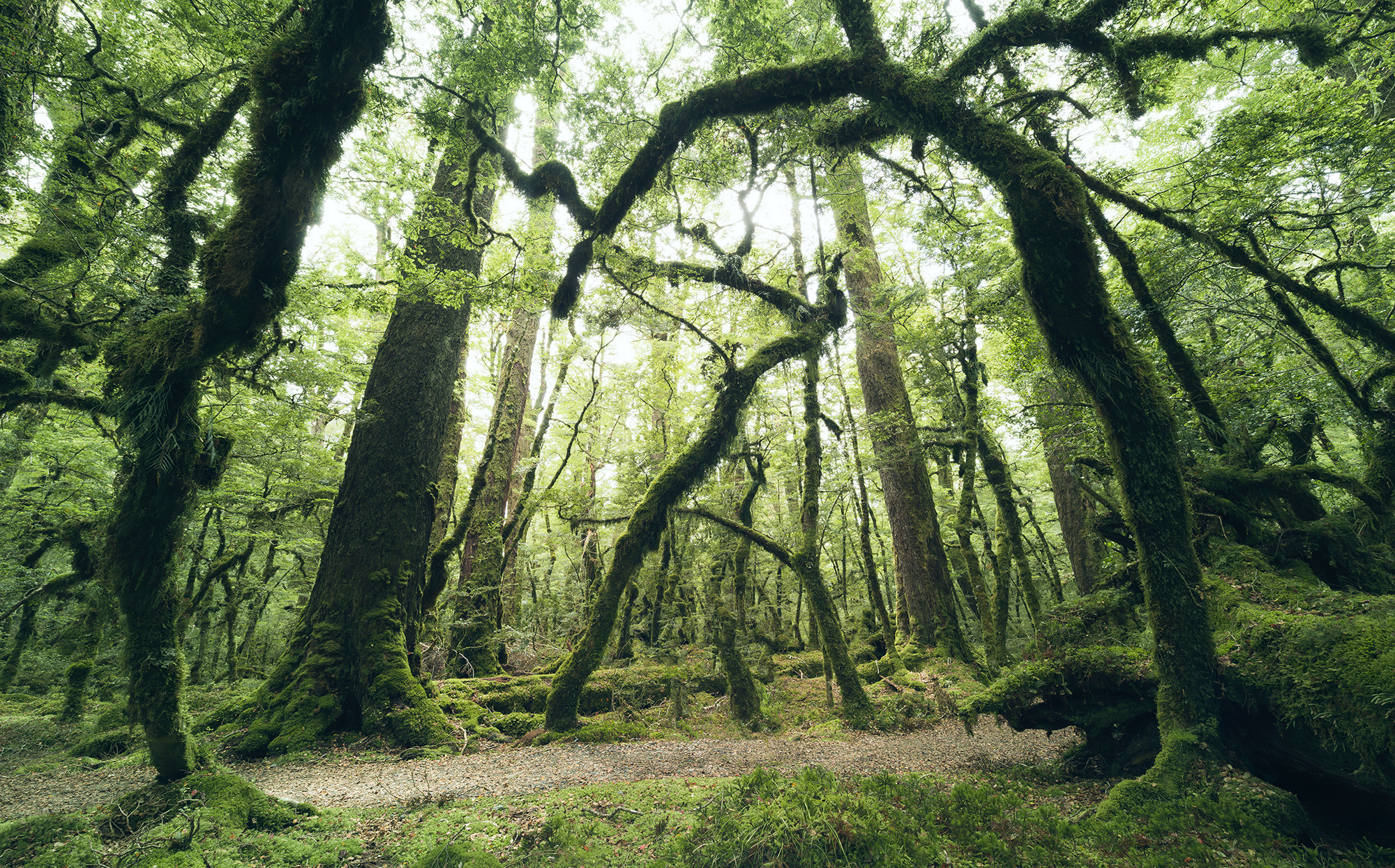 Ancient Green 