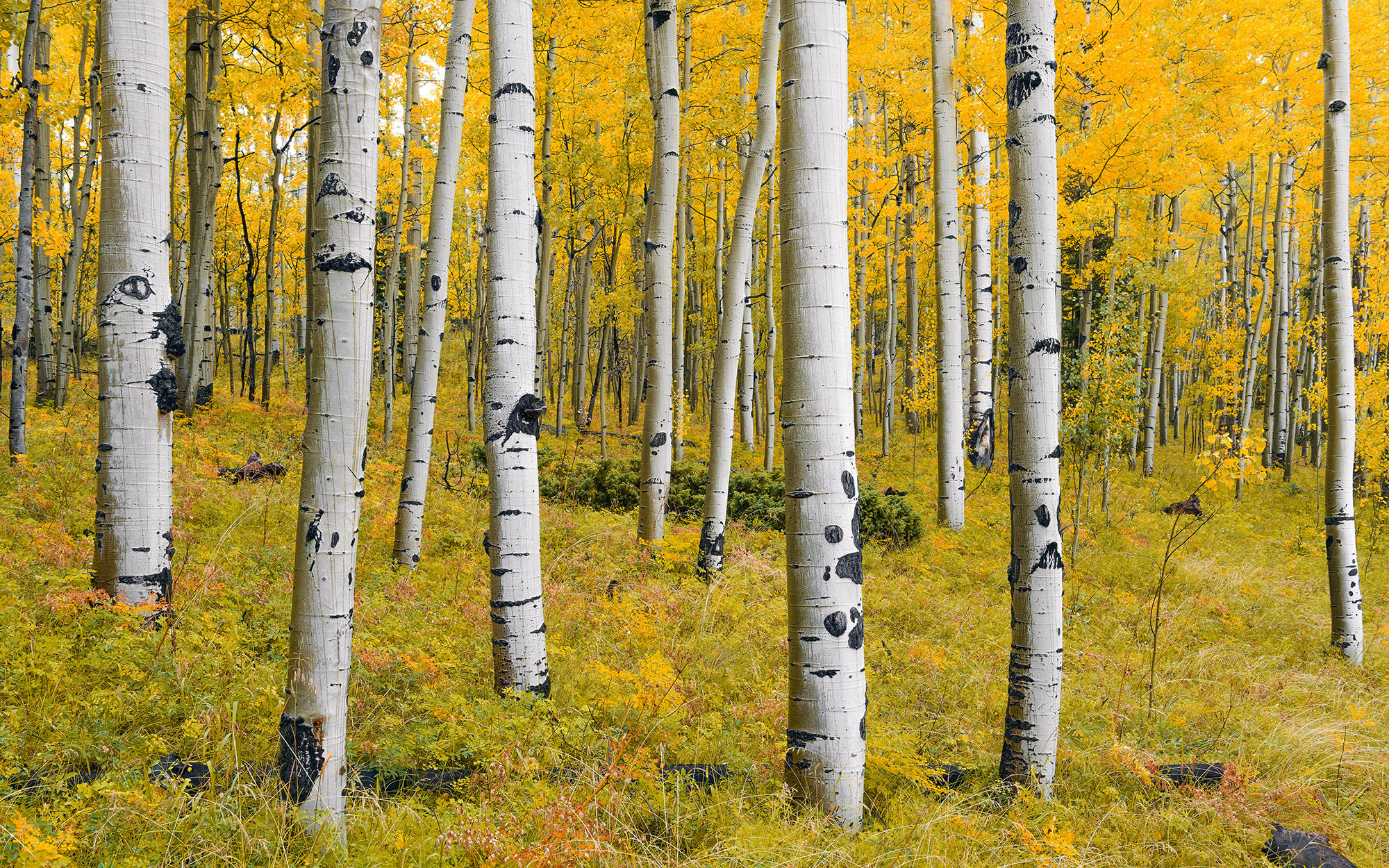 Orange Forest