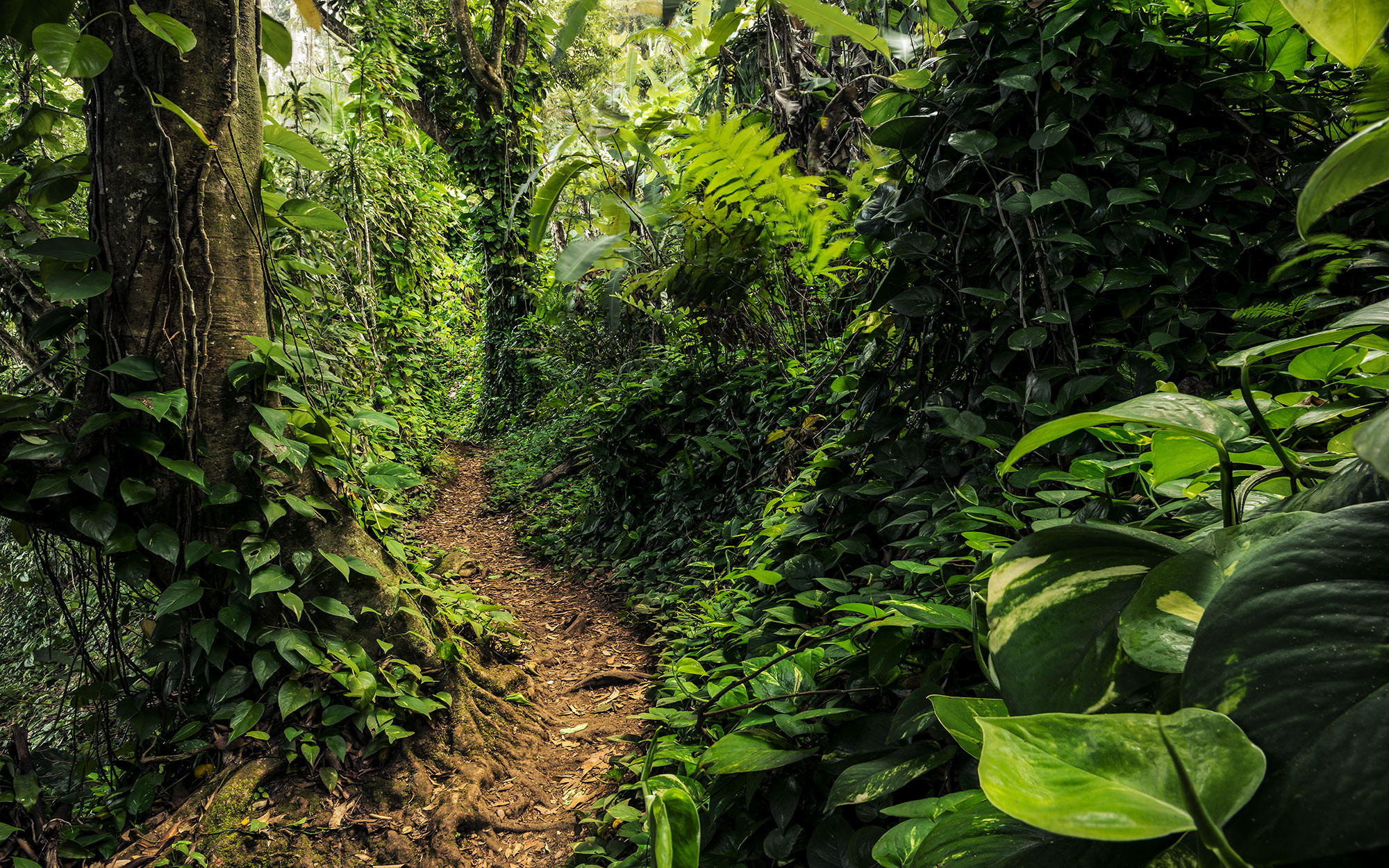 Path of Dreams
