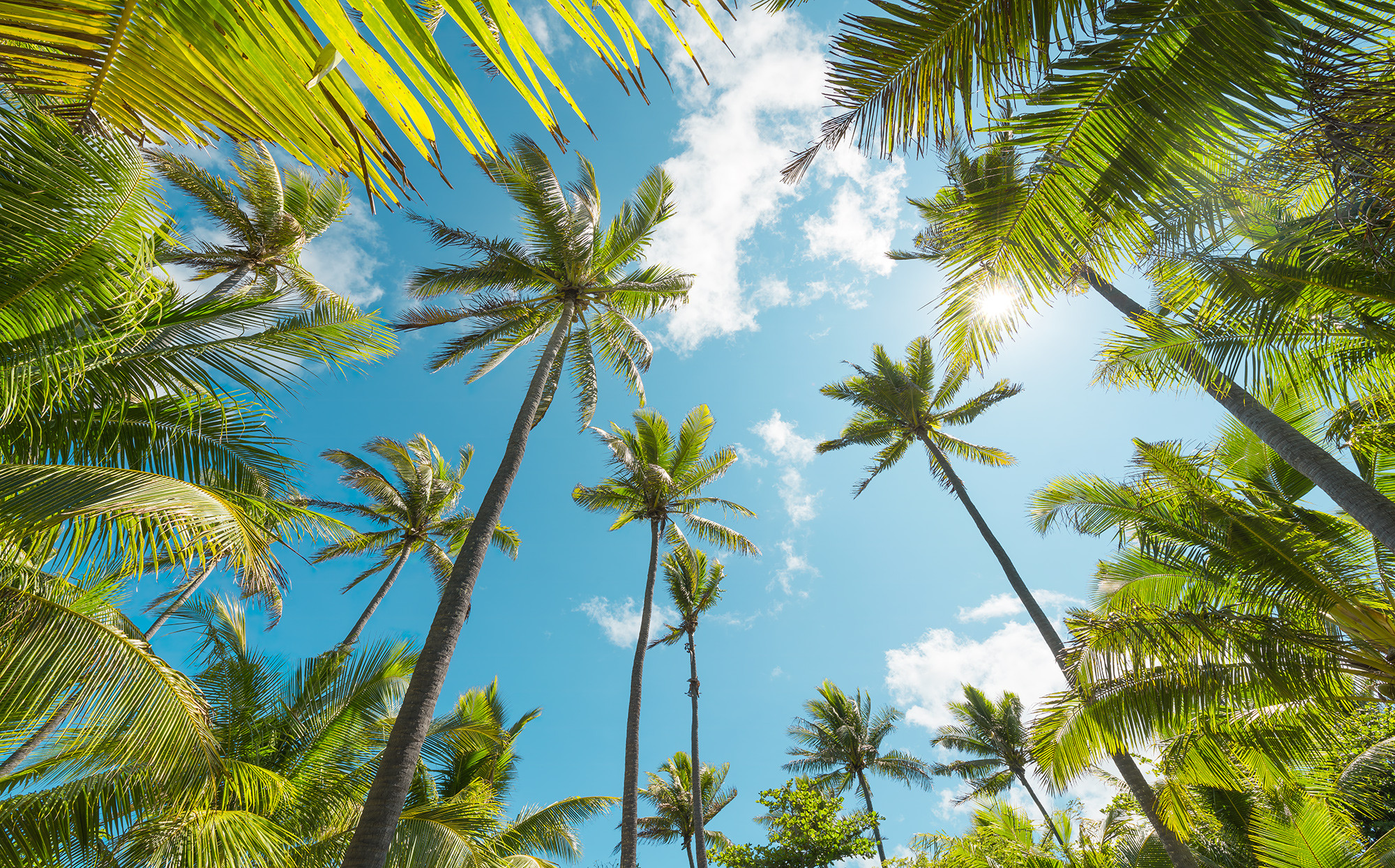 Coconut Heaven 