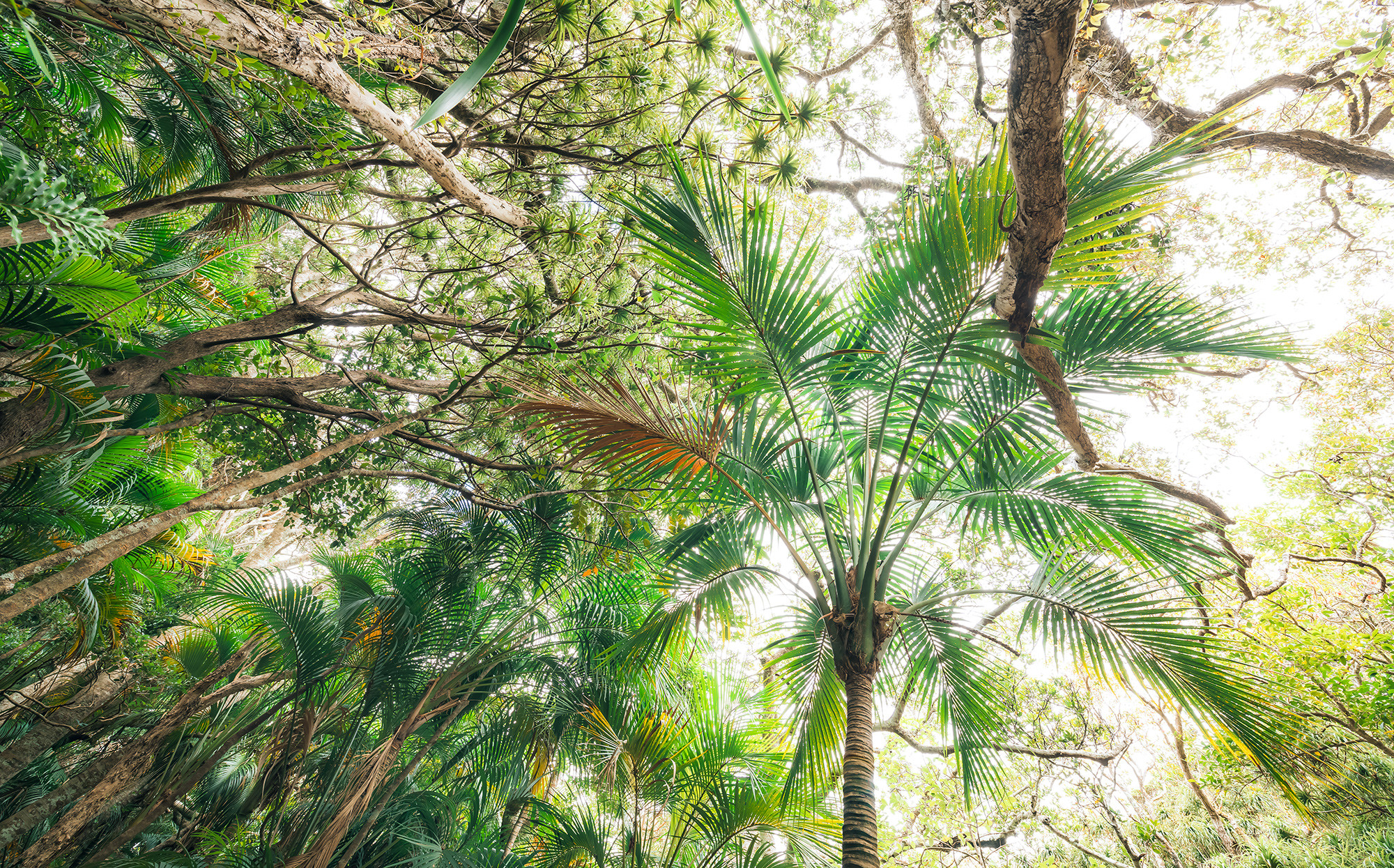 Touch the Jungle 