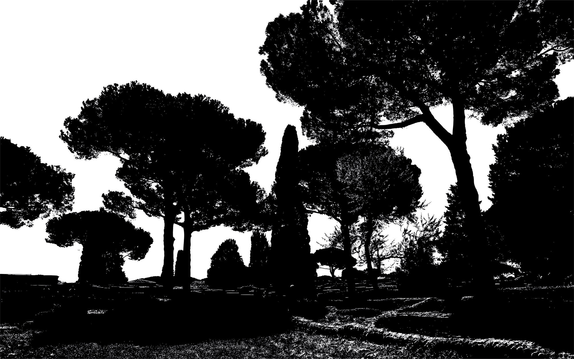 Pine Trees black-white