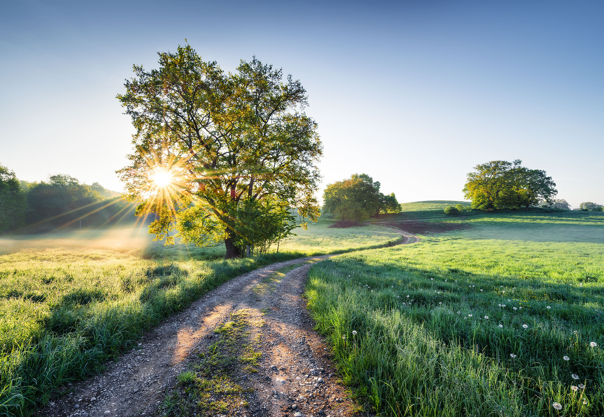 Meadow Trail