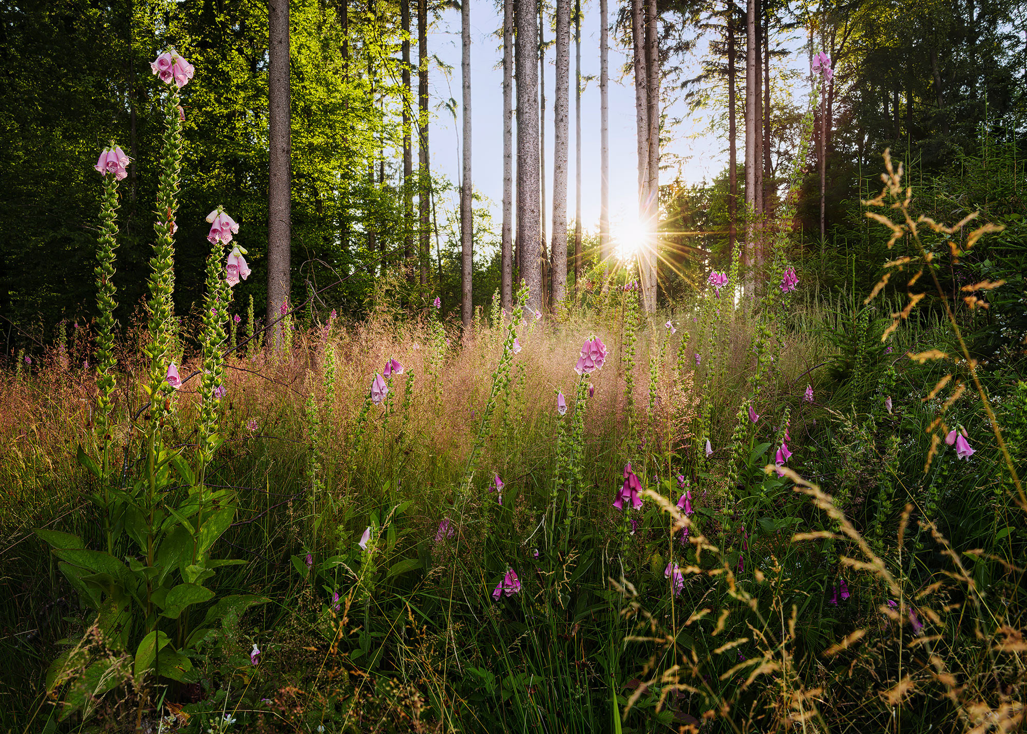 Summer Glade