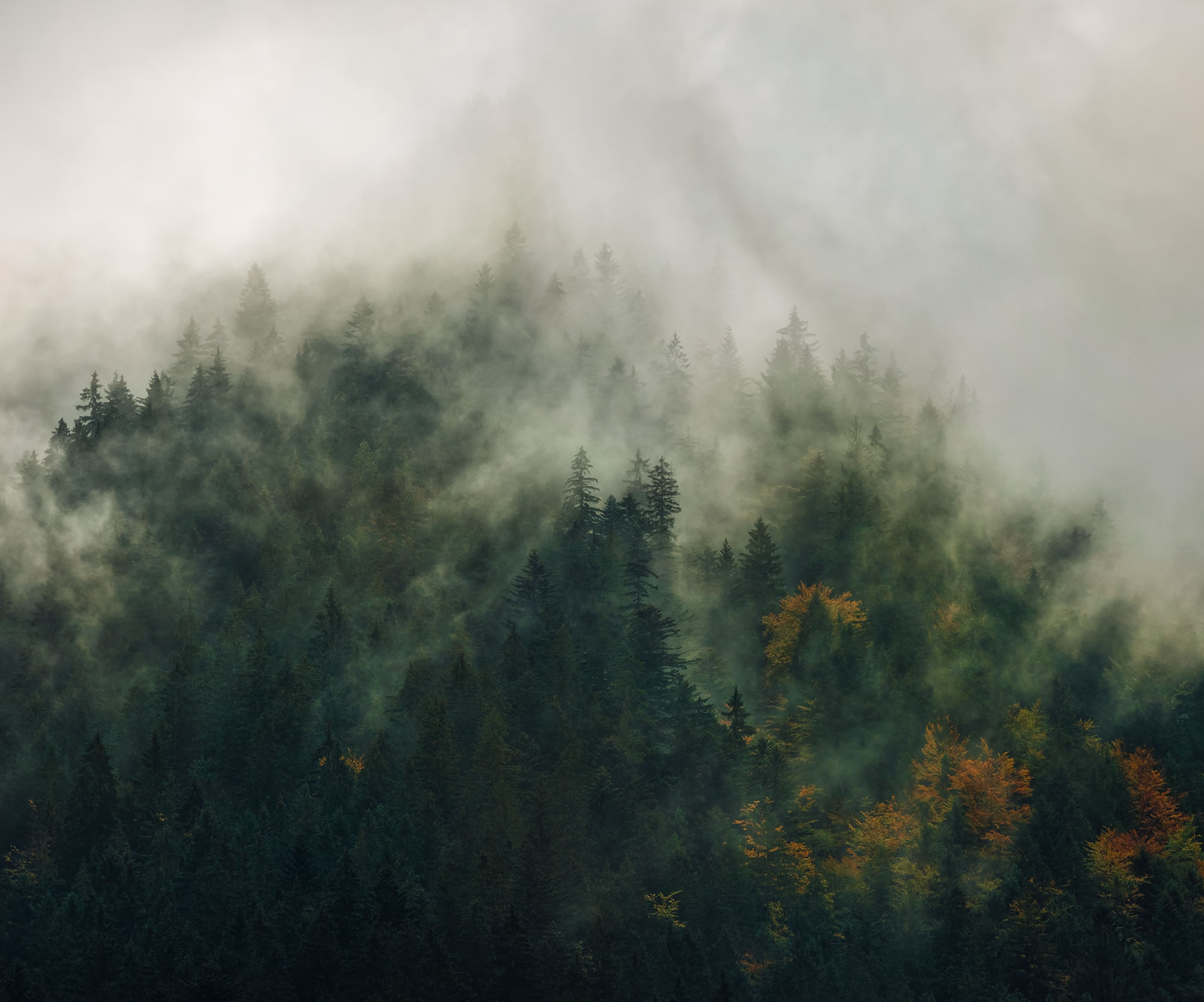 Tales of the Carpathians