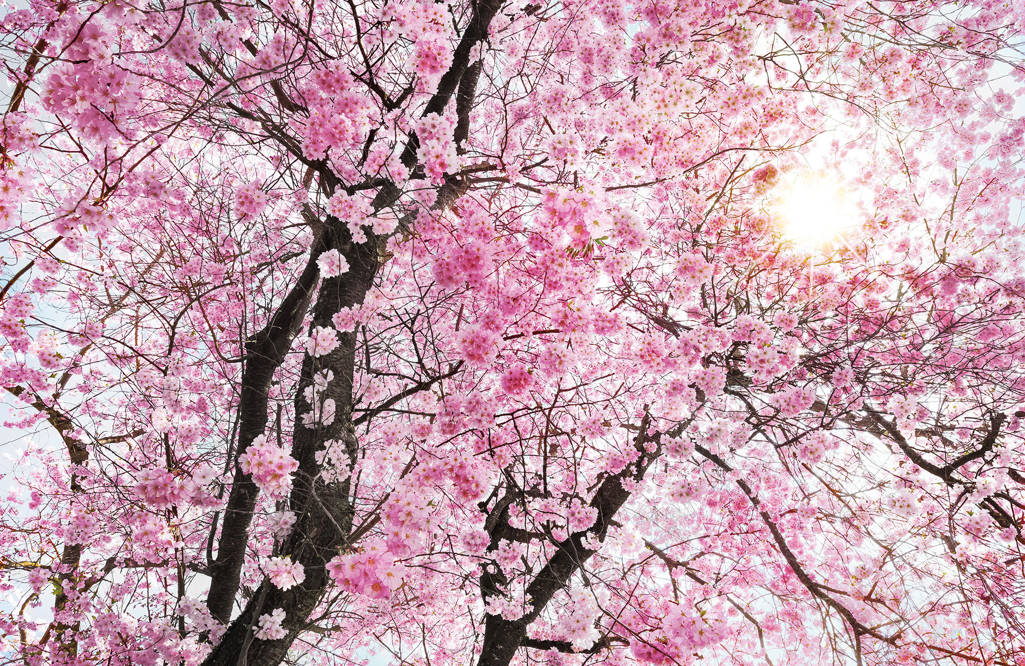 Bloom