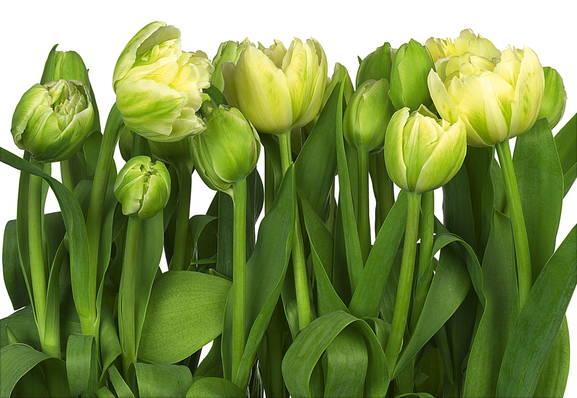 Tulips