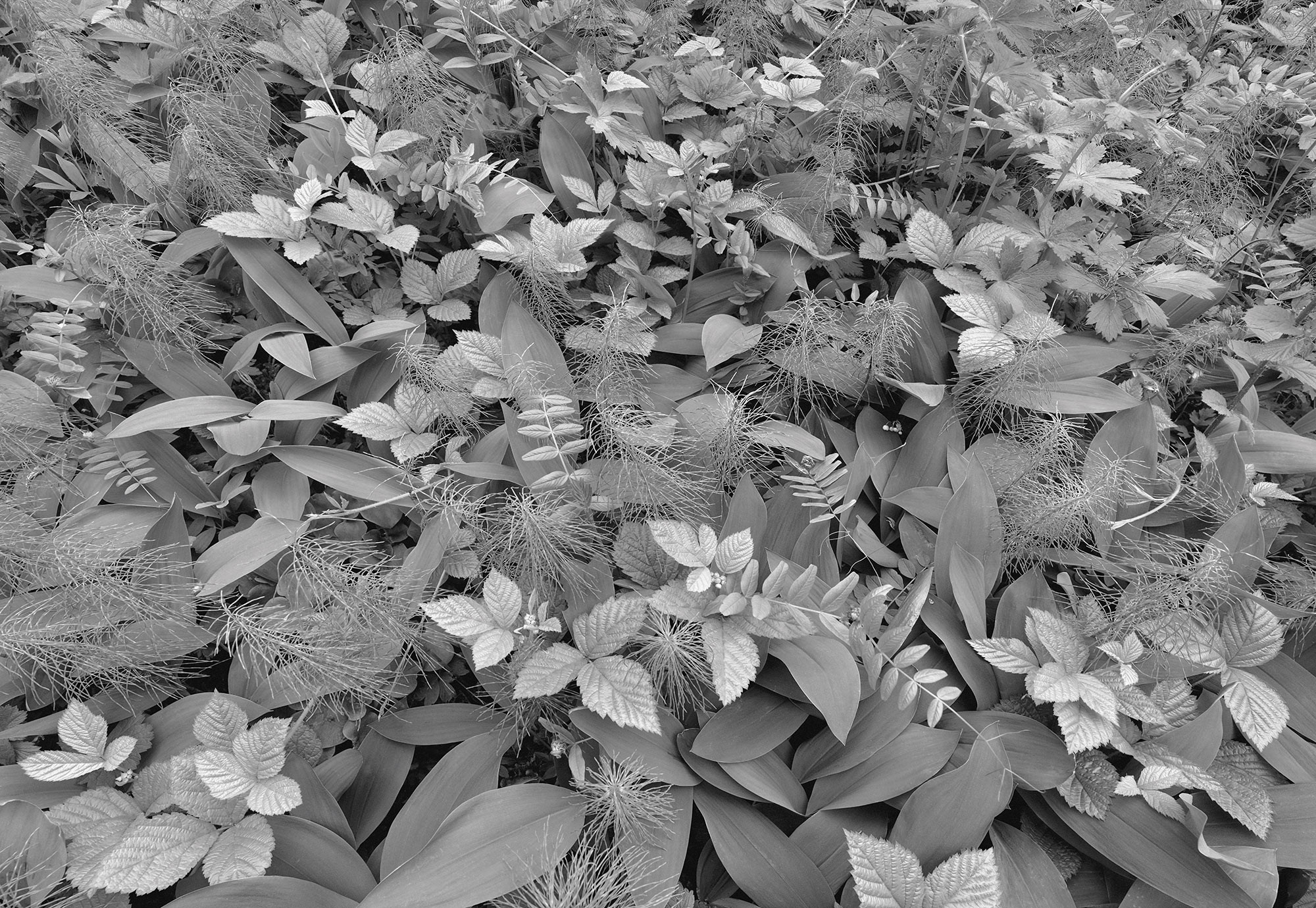 Forest Floor