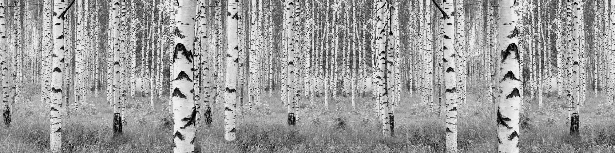 Woods