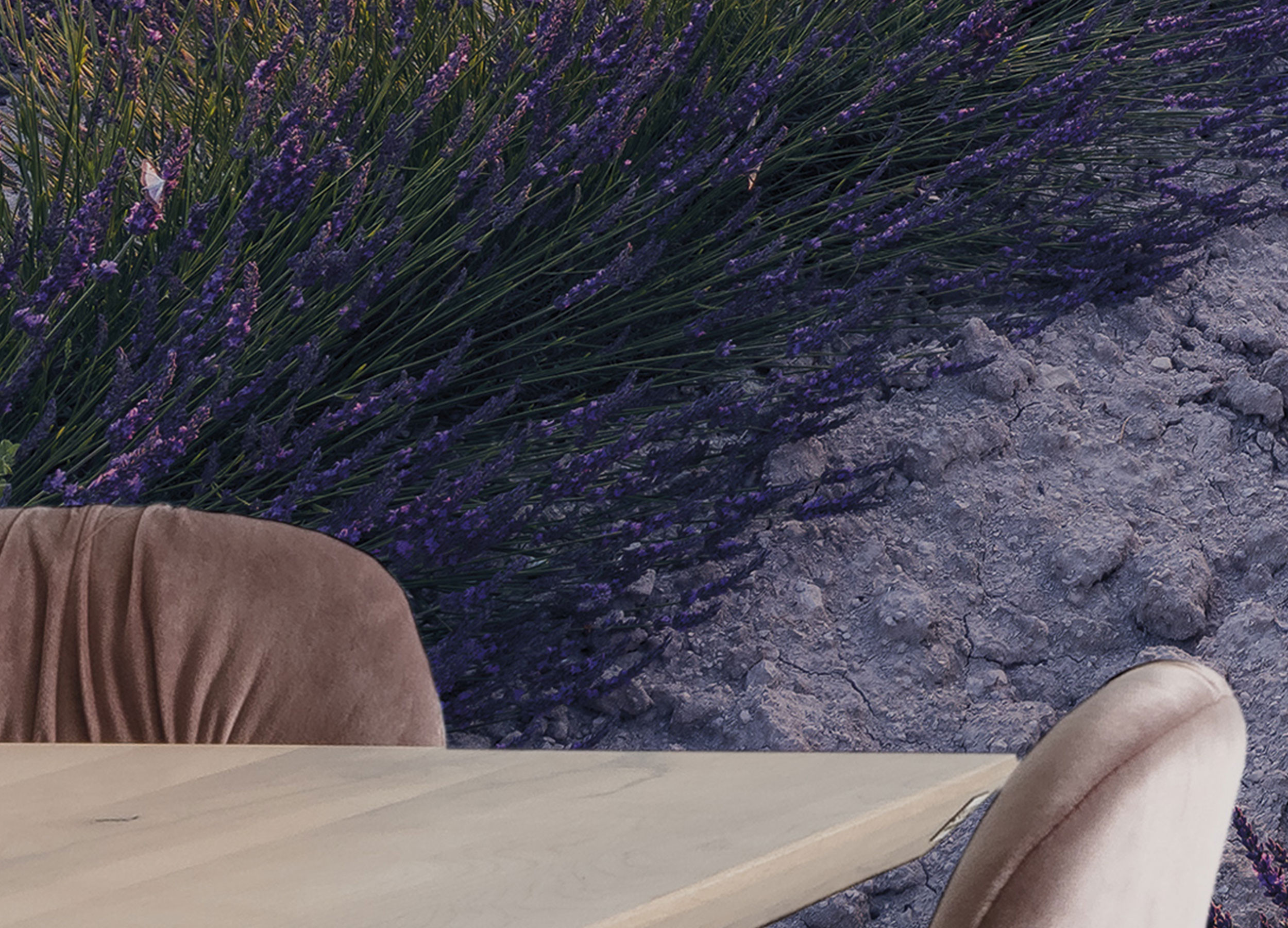 Lavender Dream