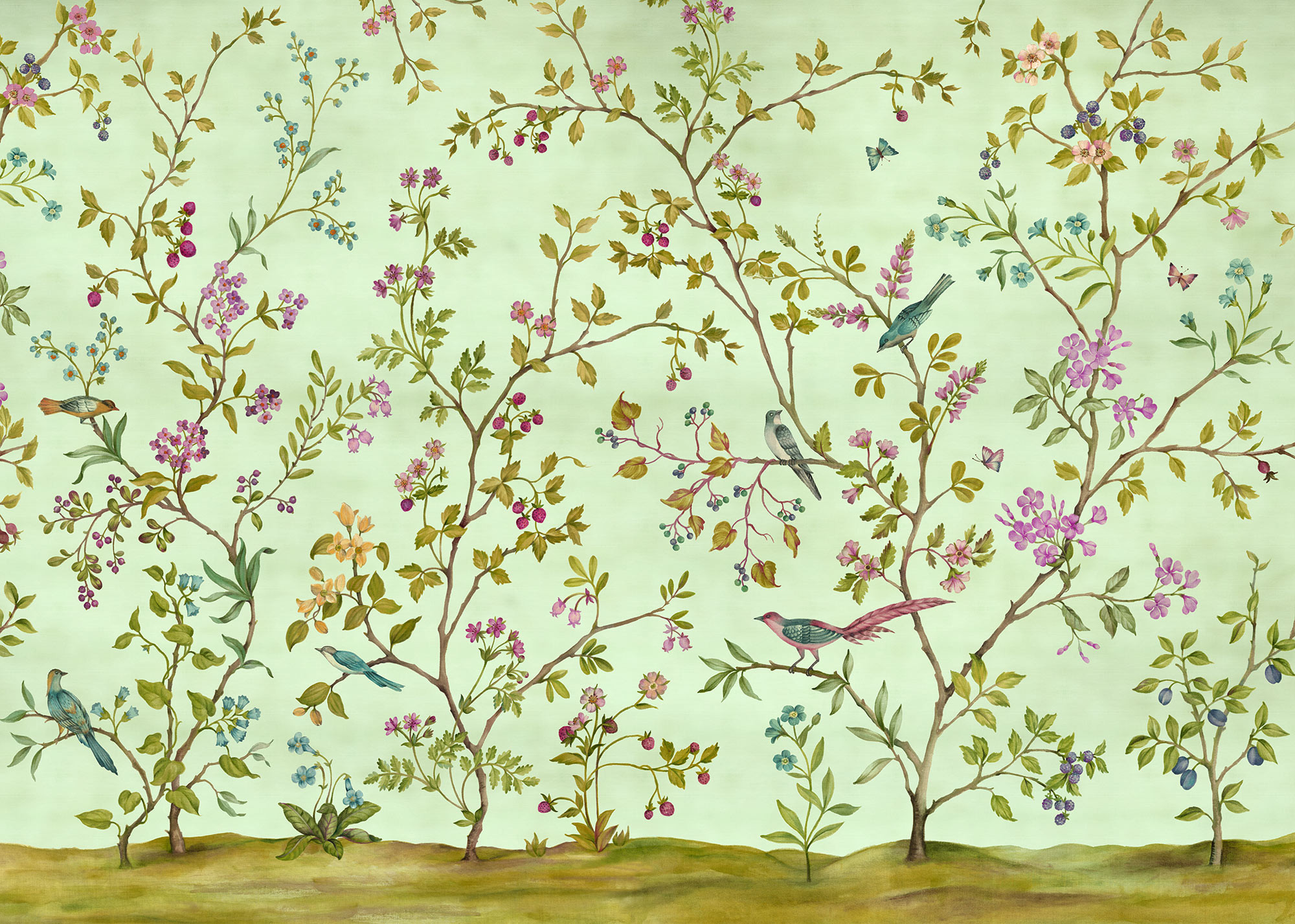 Oiseaux du Paradis