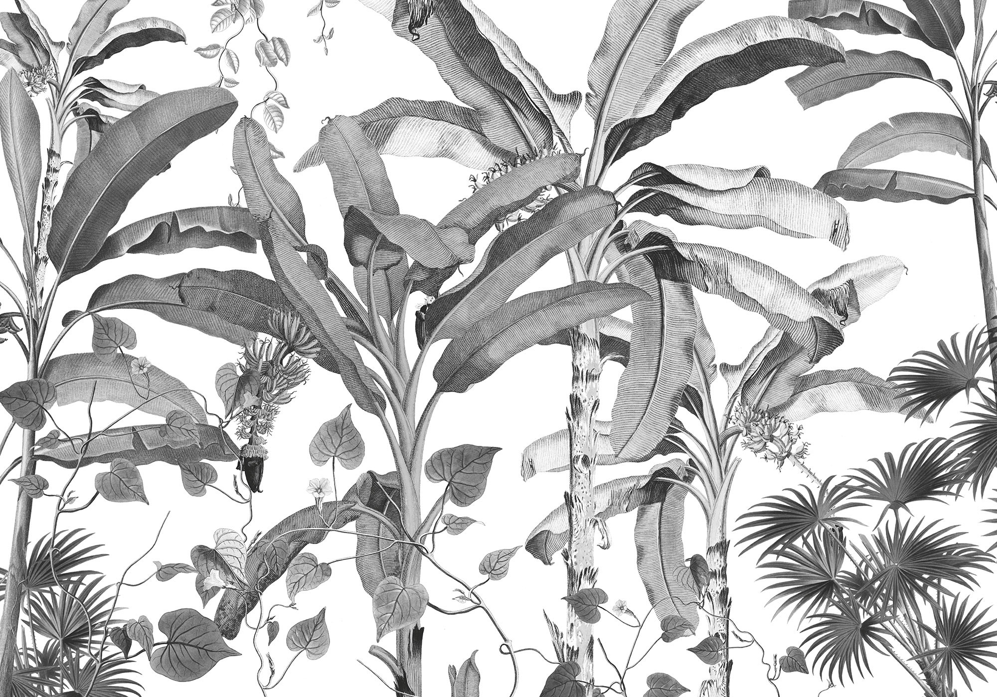 Croissances Monochrome