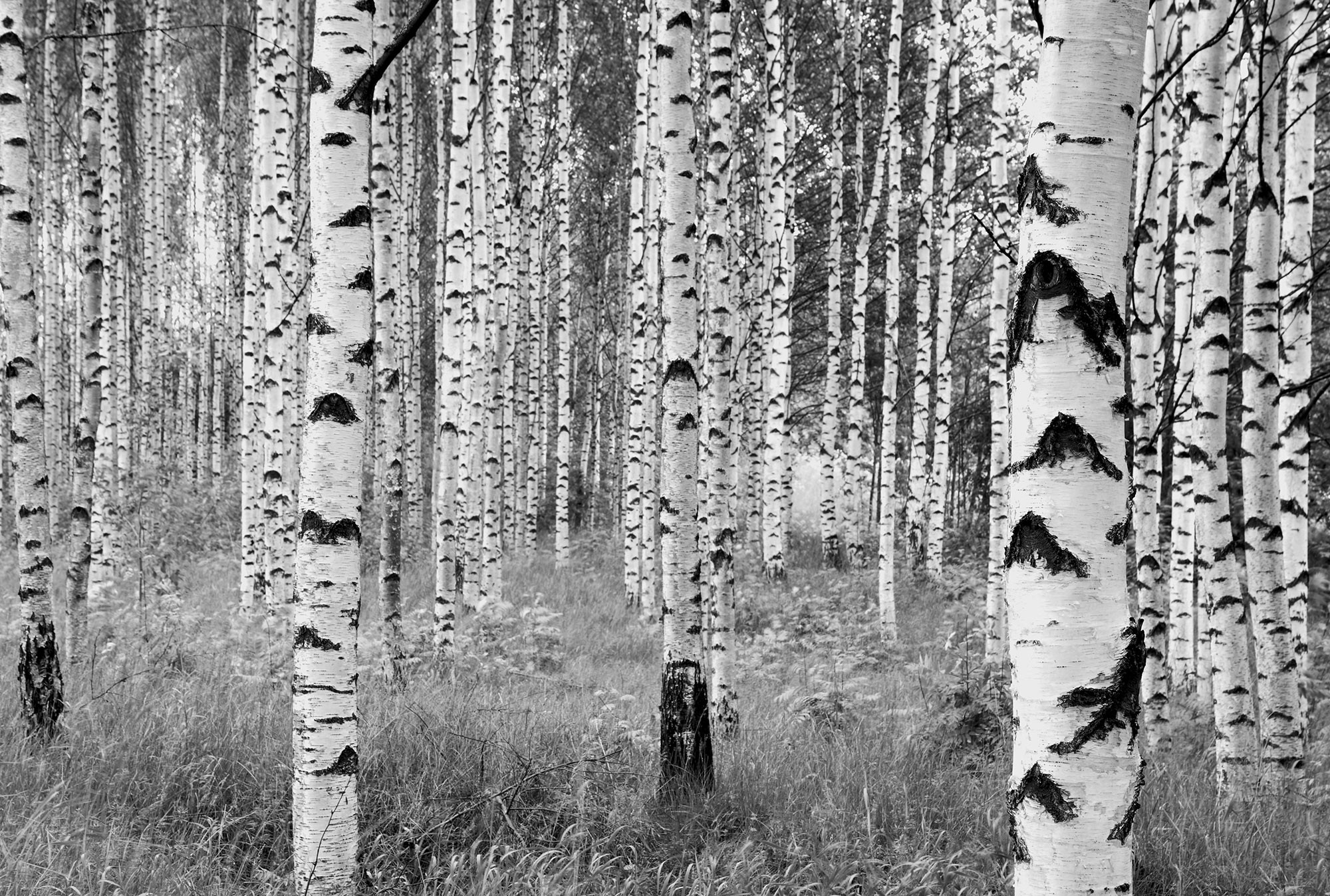 Woods