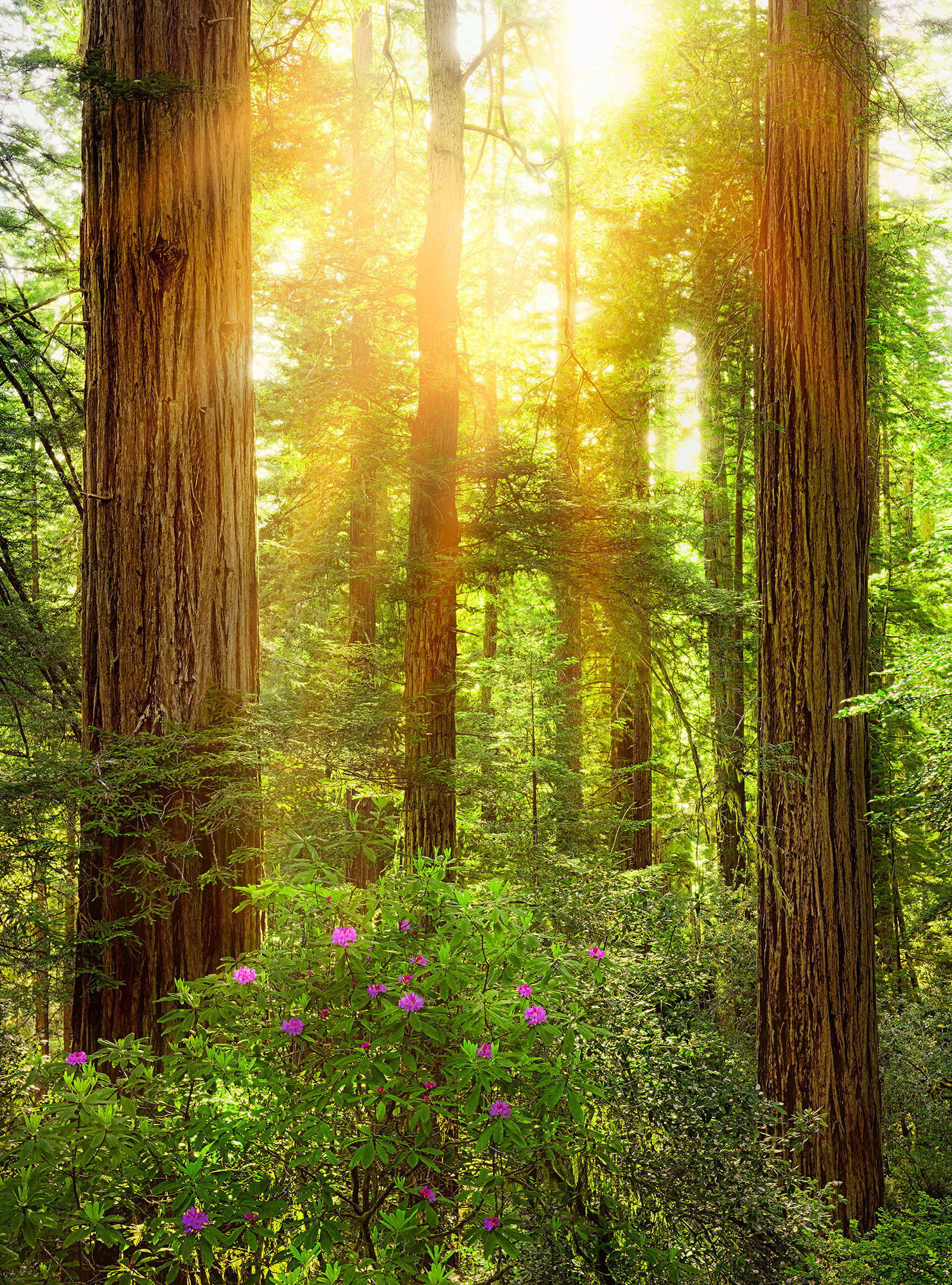 Redwood