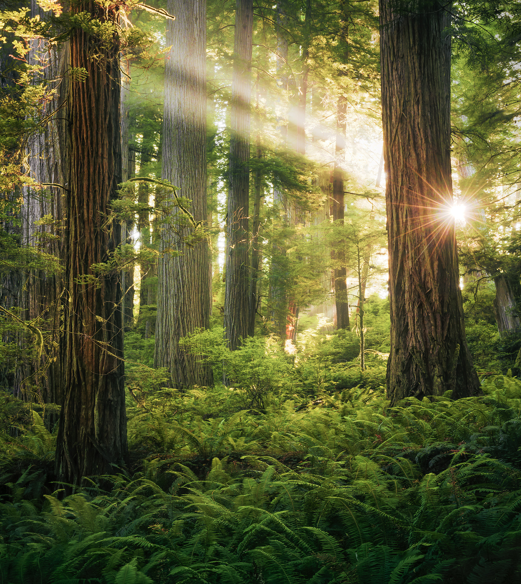 Goblins Woods