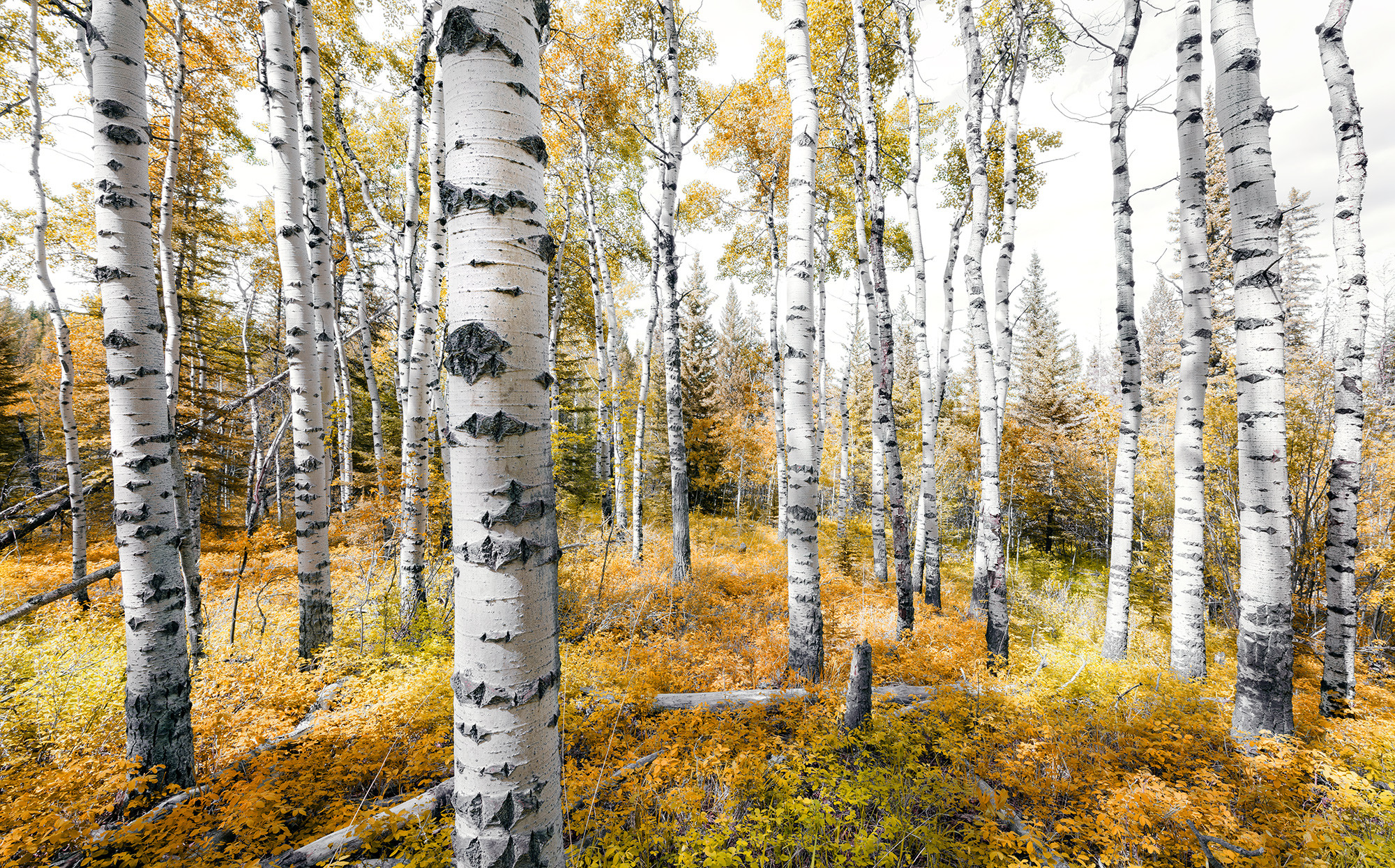 Colorful Aspenwoods