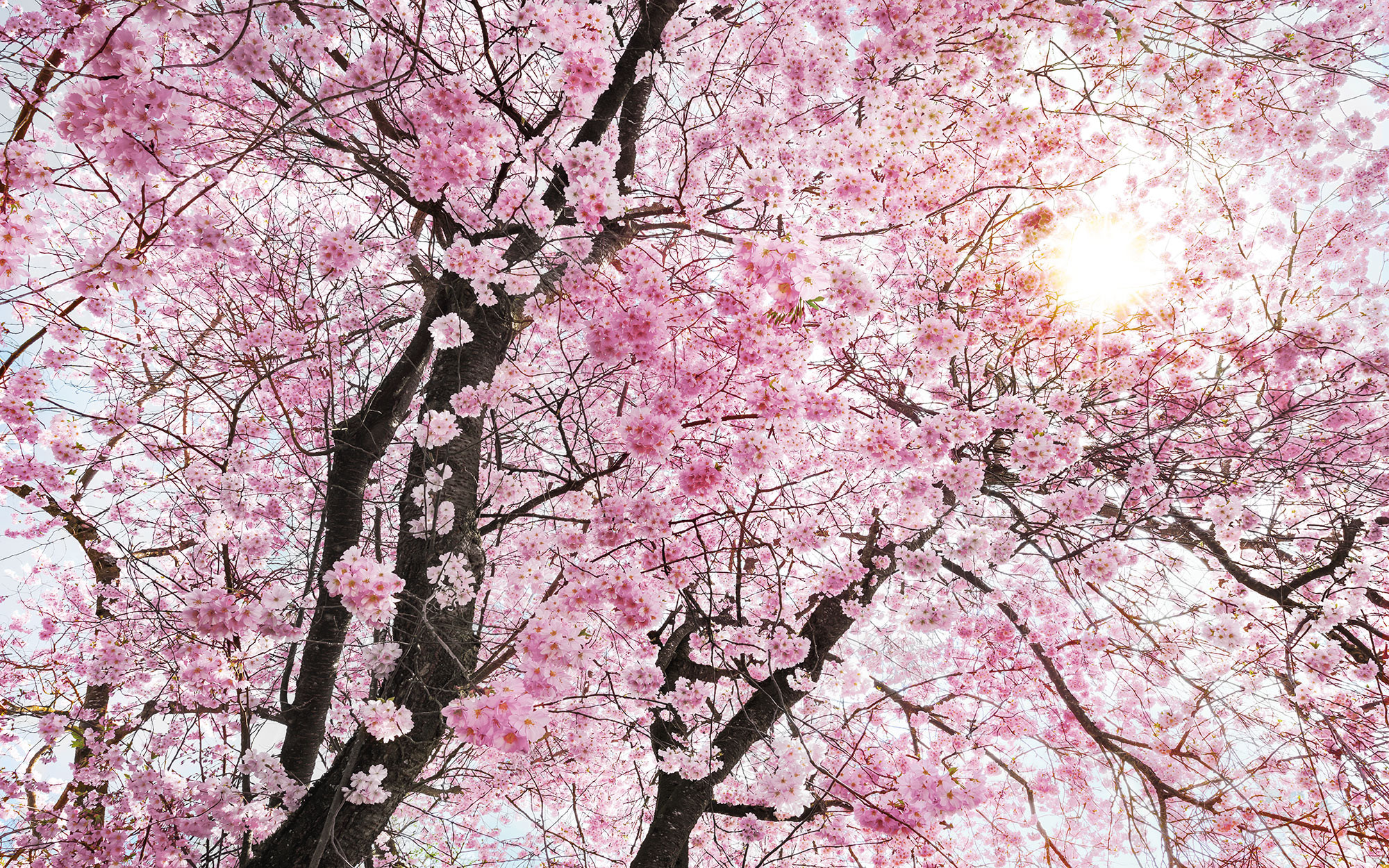 Bloom