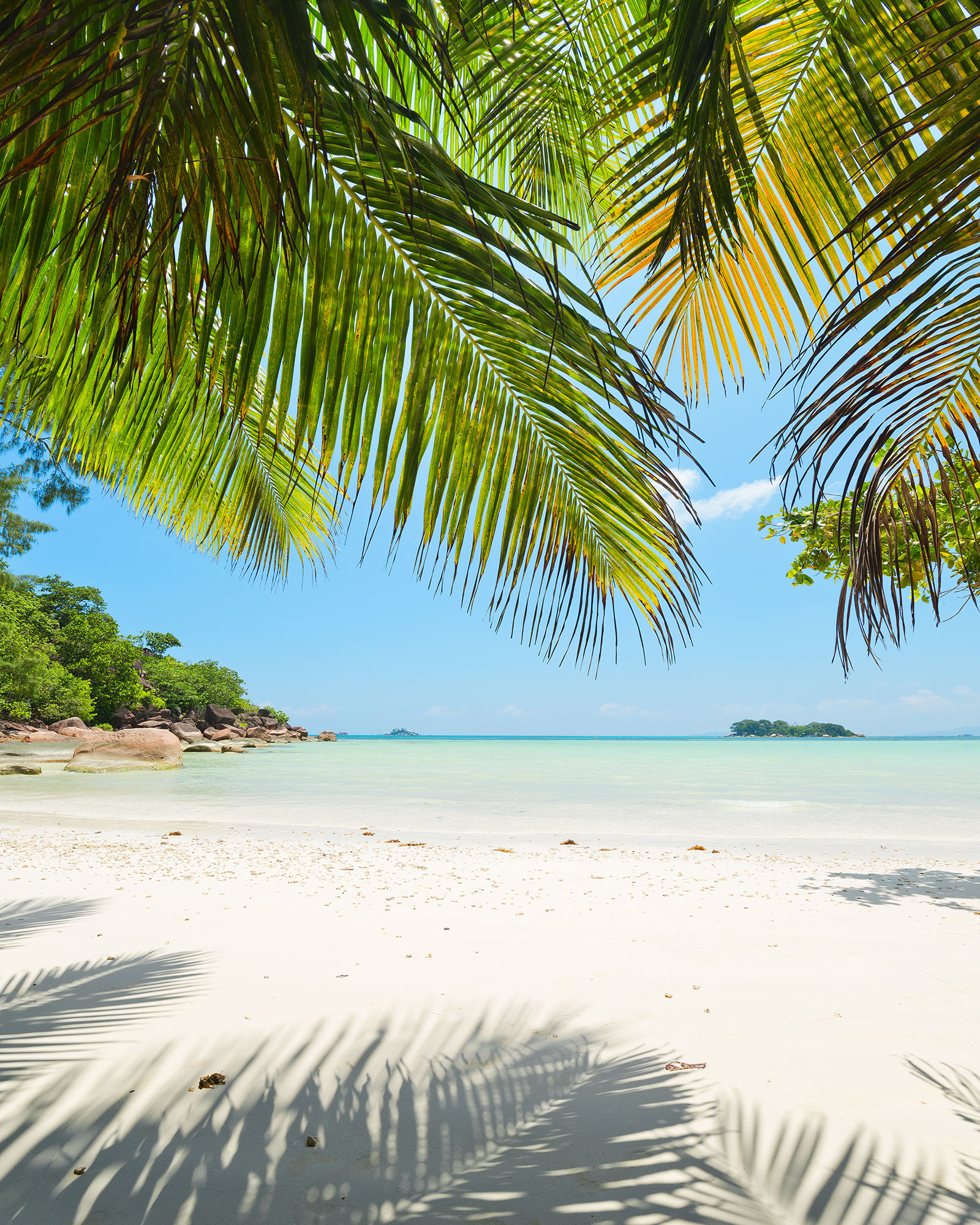 Under The Palmtree