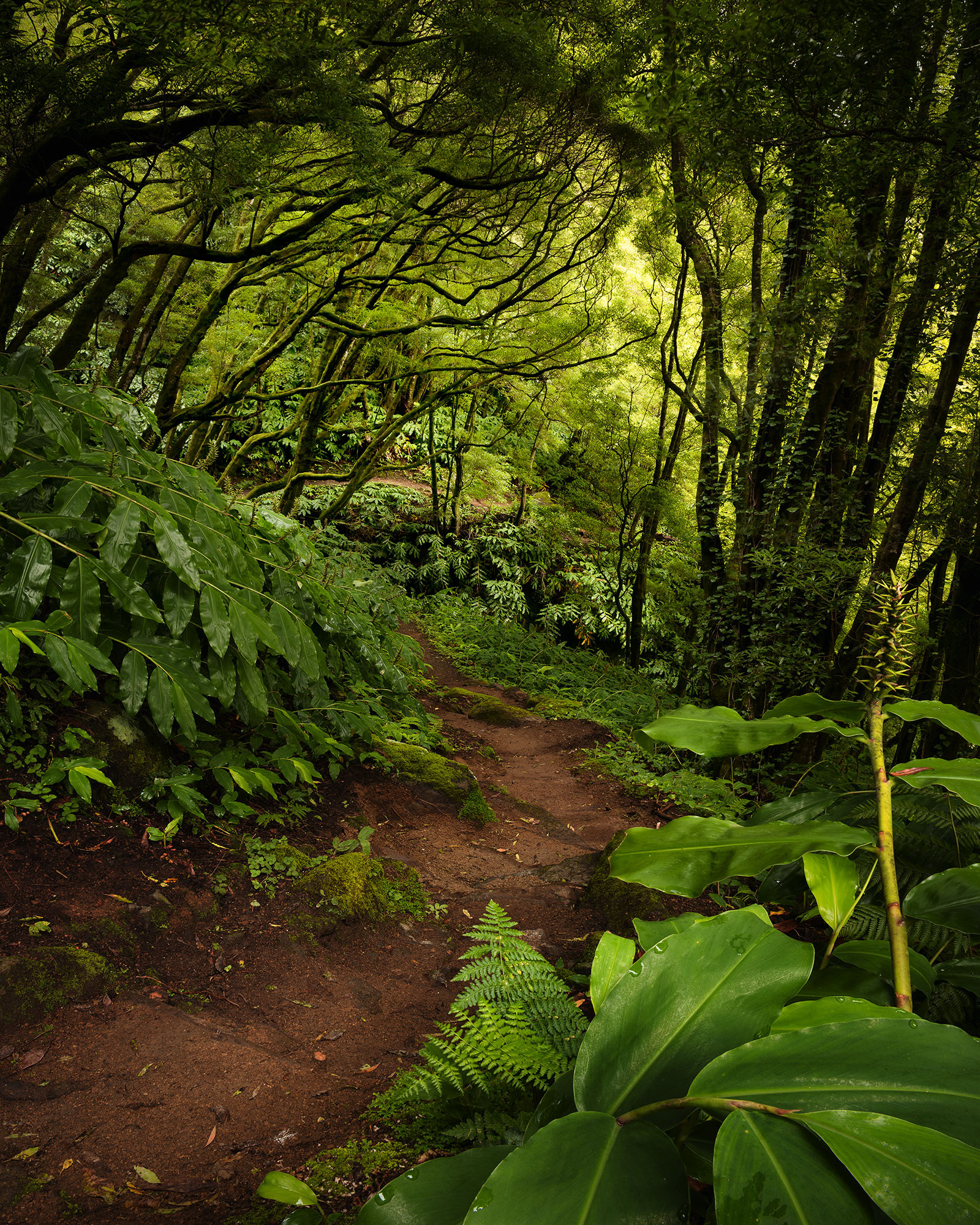 The Path