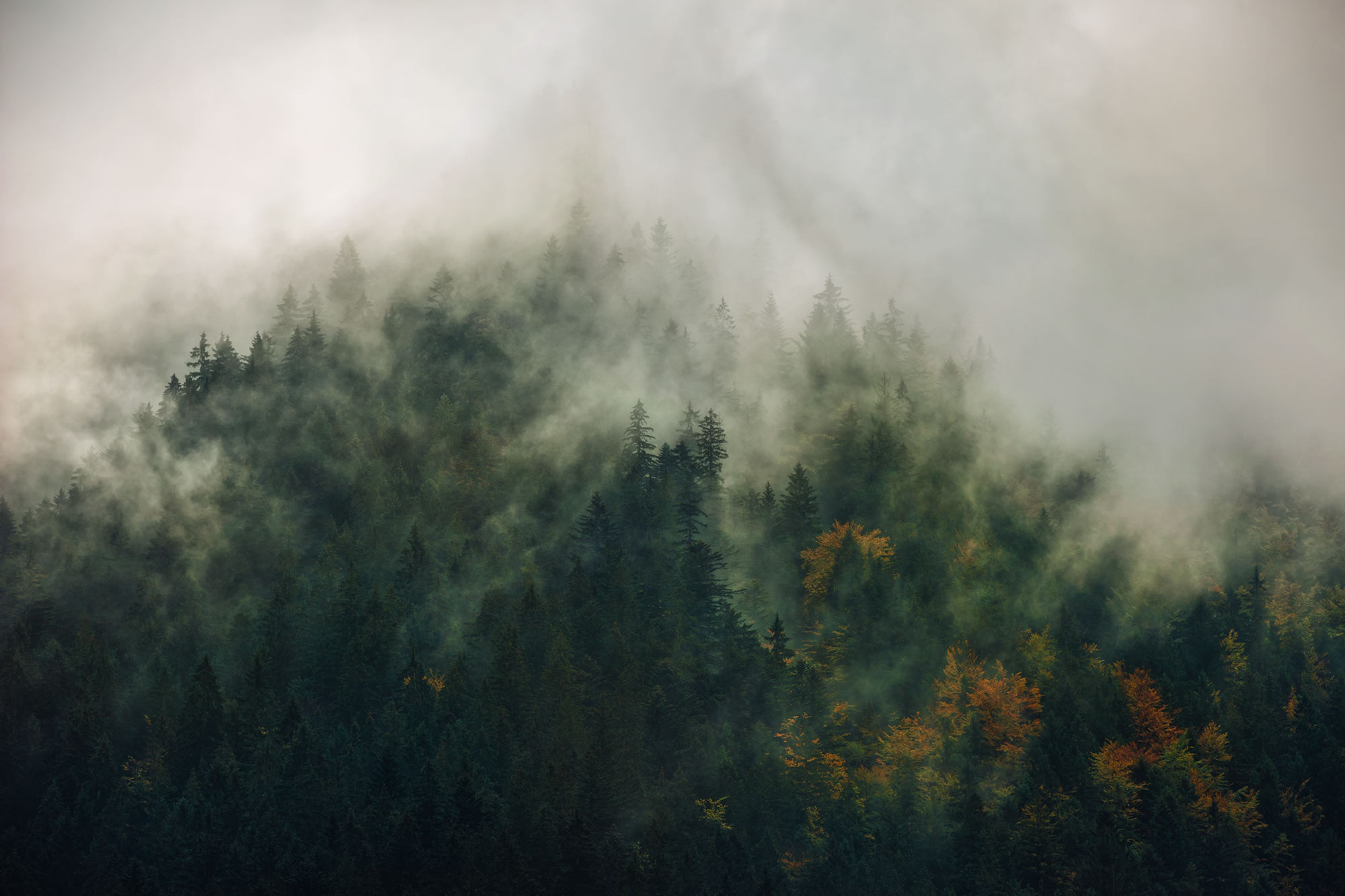 Tales of the Carpathians