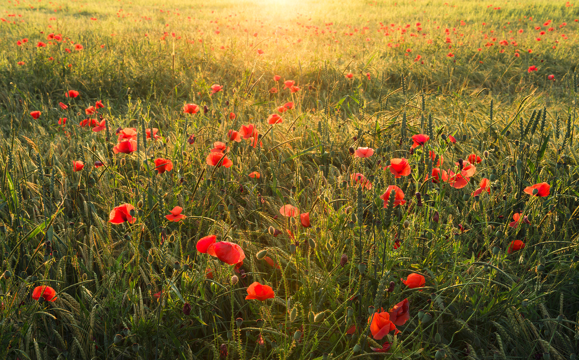 Poppy World I