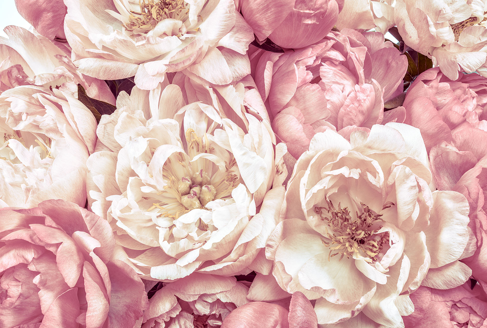 Peonies