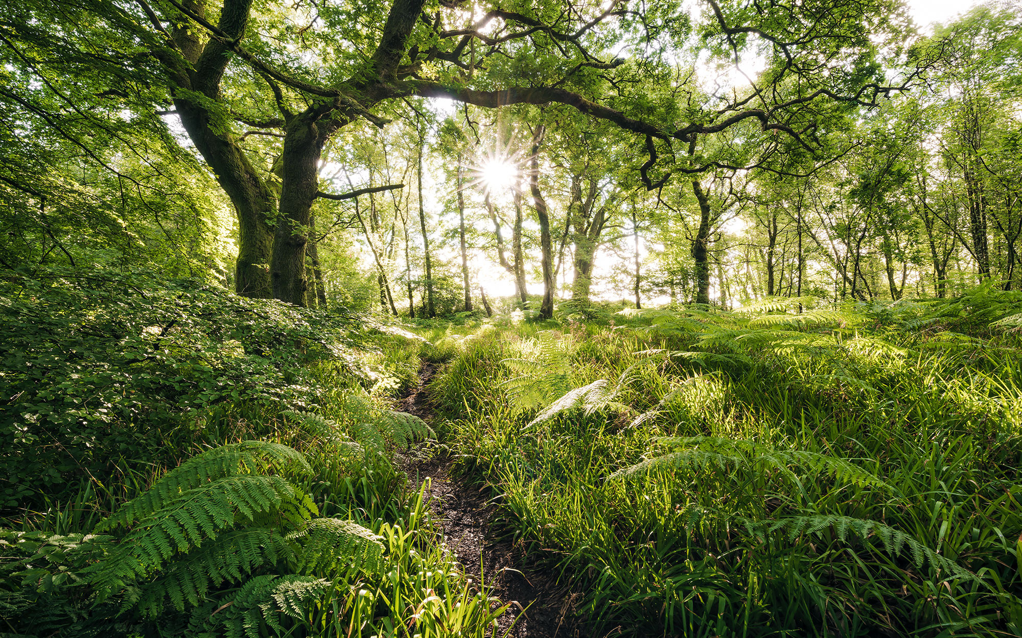 Mystic Path