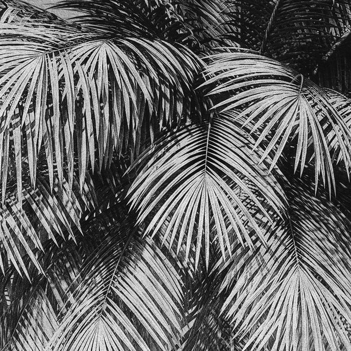 Coco de Paradis