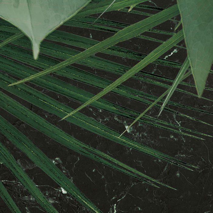 Novel Monstera