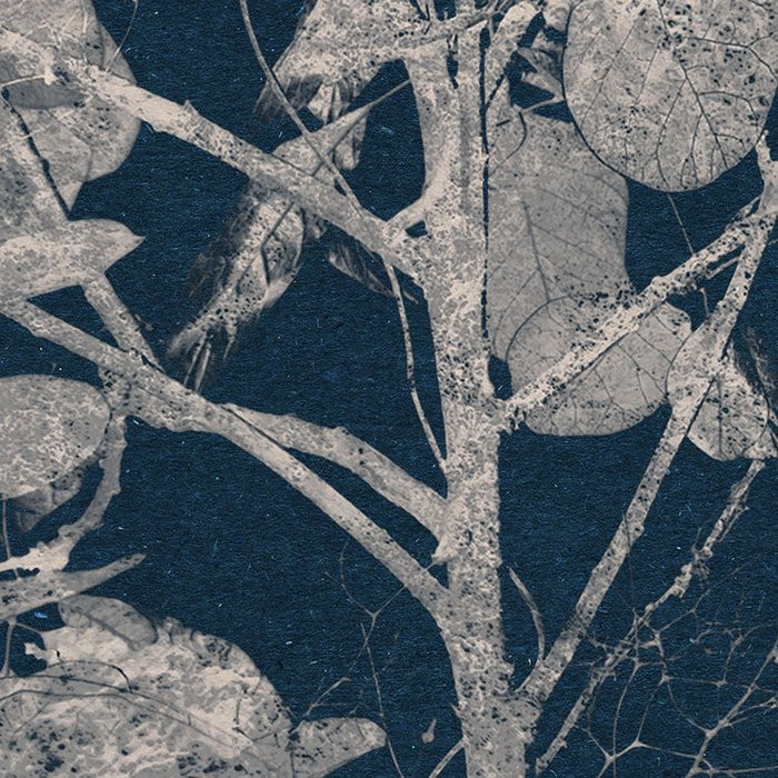 Branch
