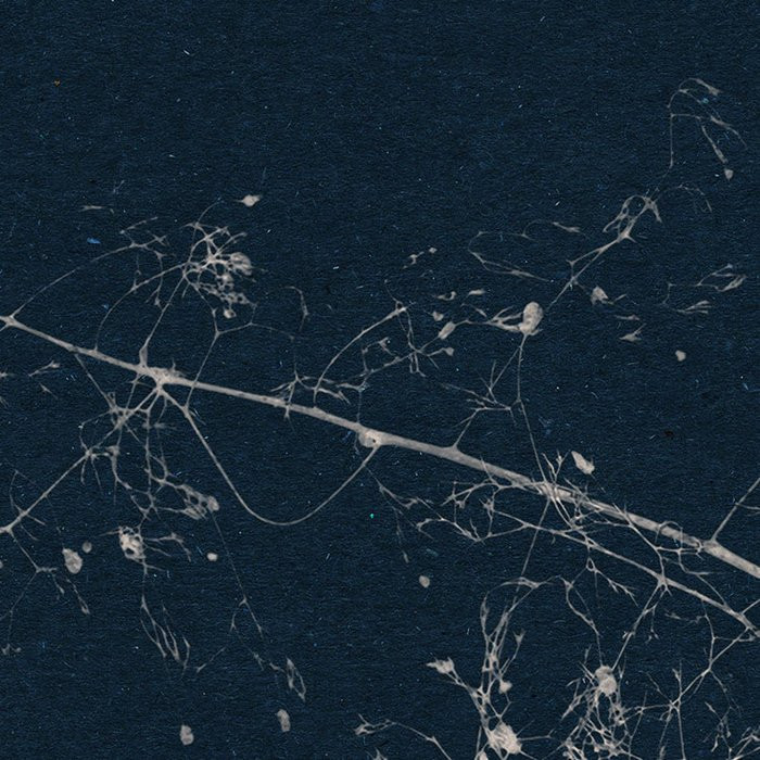 Branch