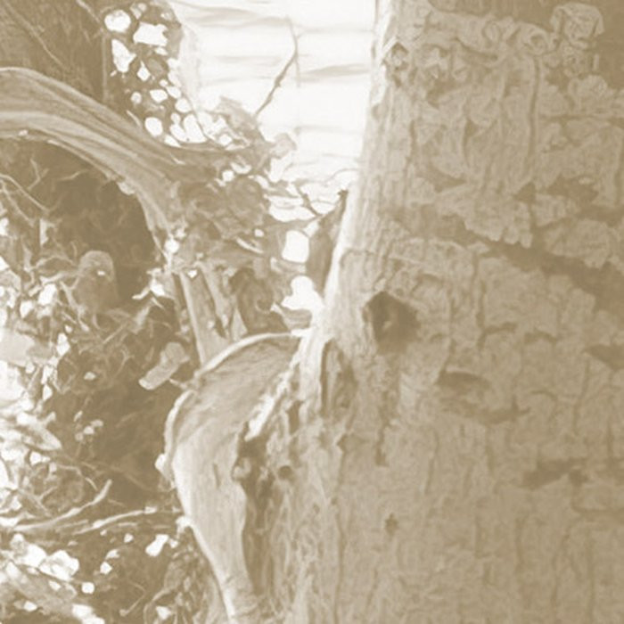 Bleached Birch