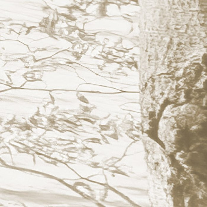 Bleached Birch