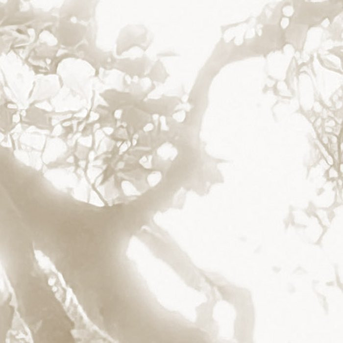 Bleached Birch