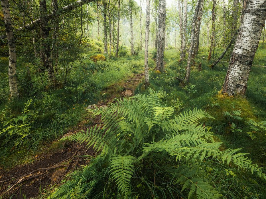 Mystic Birch Grove