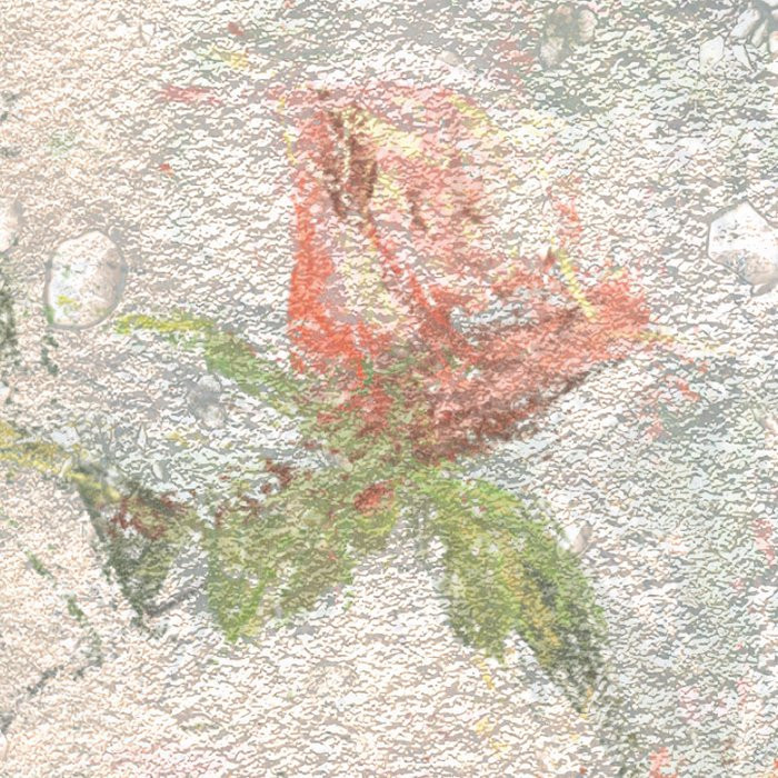 Wall Roses