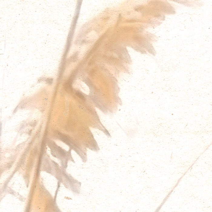 Dune Grass