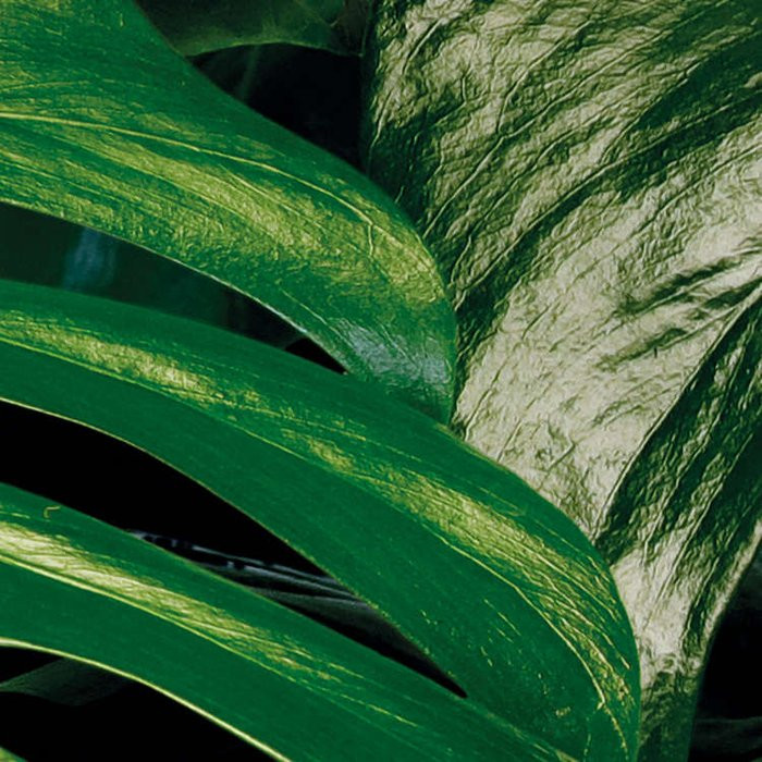Tropical Wall