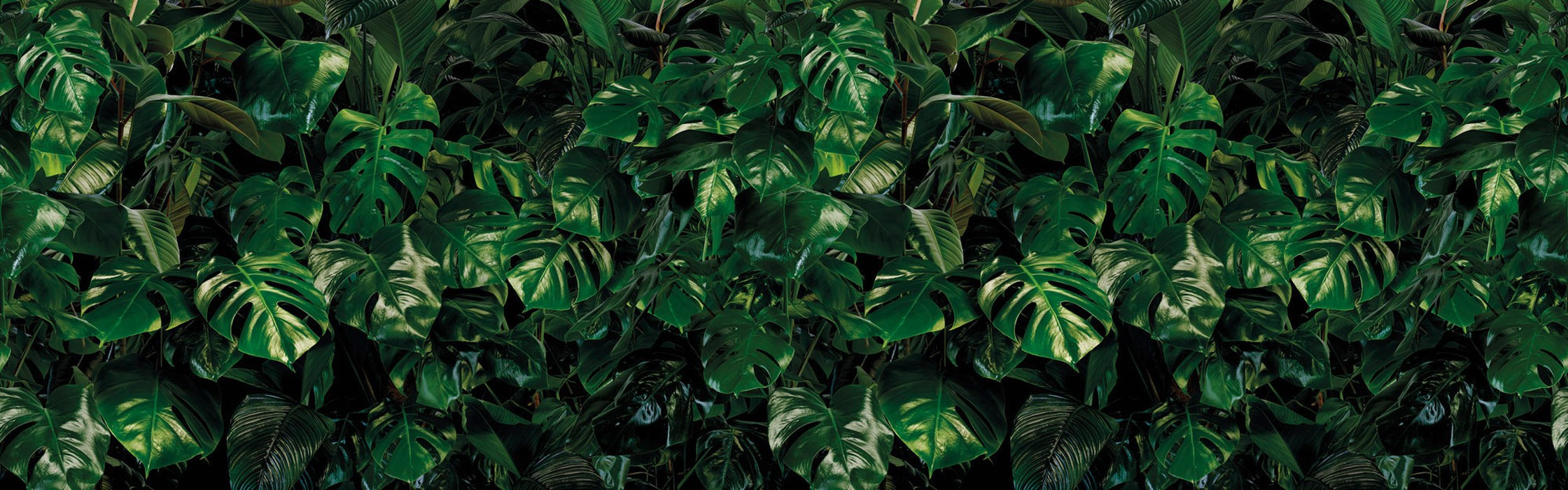 Tropical Wall