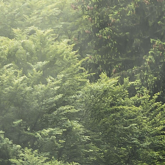 Forest Land