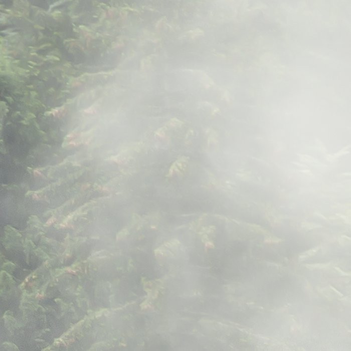Forest Land
