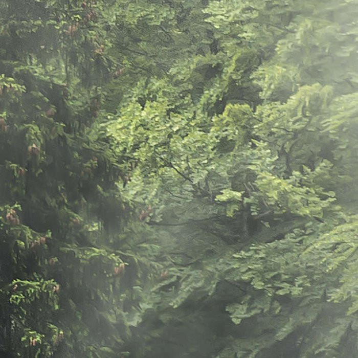 Forest Land