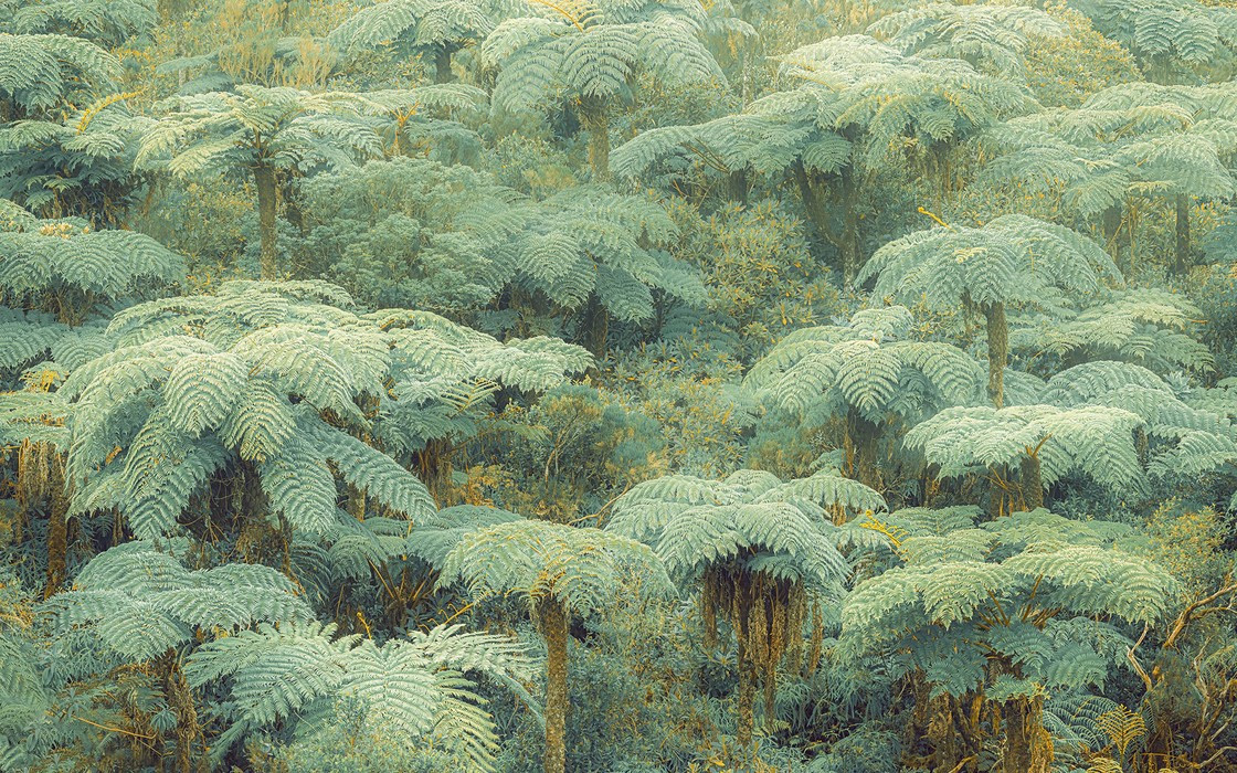 Jungle Lands