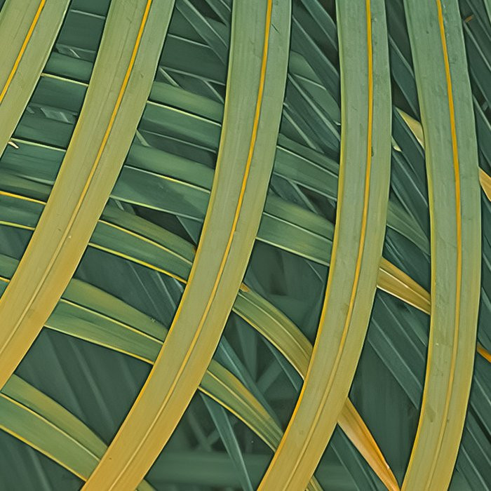 Neon Fern