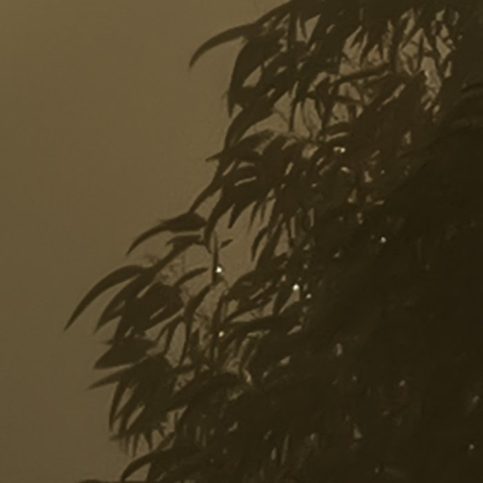 Foggy Sunshine