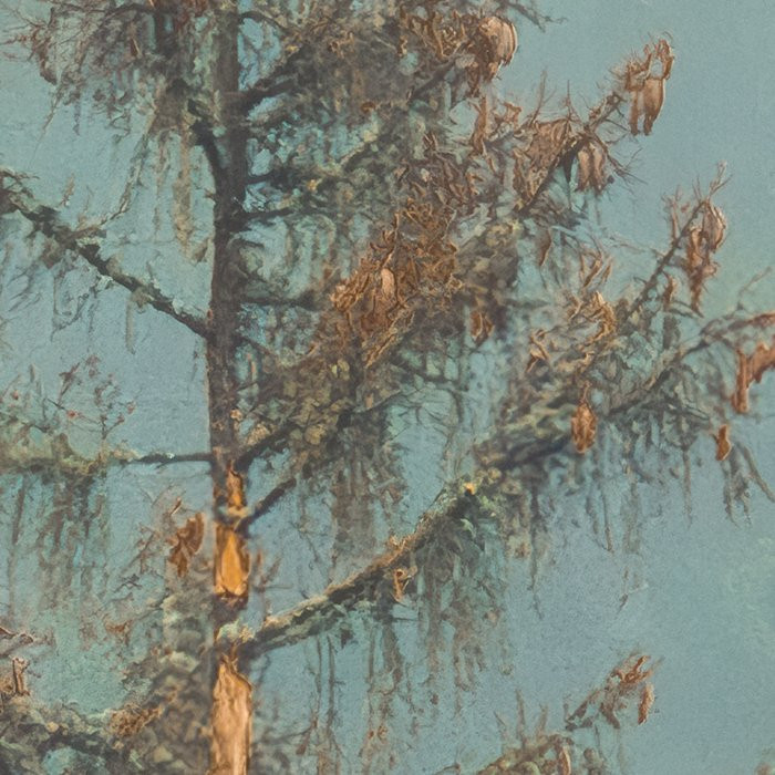 Foggy Firs